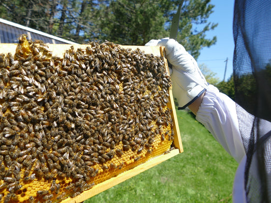 Où trouver de l'information valable pour bien démarrer en apiculture?