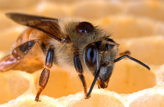 Varroa, ce que vous DEVEZ savoir.