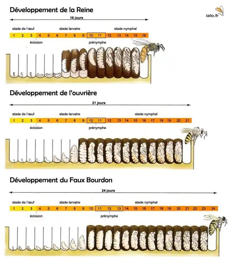 Le cycle du couvain