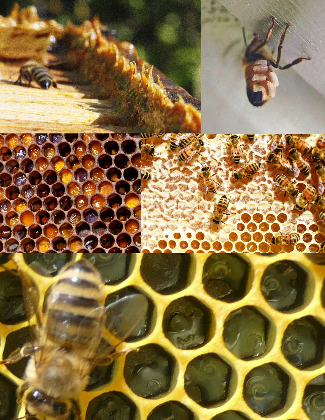 Les produits de la ruche, nectar, miel, pollen, gelée royale, propolis et la cire.